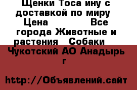 Щенки Тоса-ину с доставкой по миру › Цена ­ 68 000 - Все города Животные и растения » Собаки   . Чукотский АО,Анадырь г.